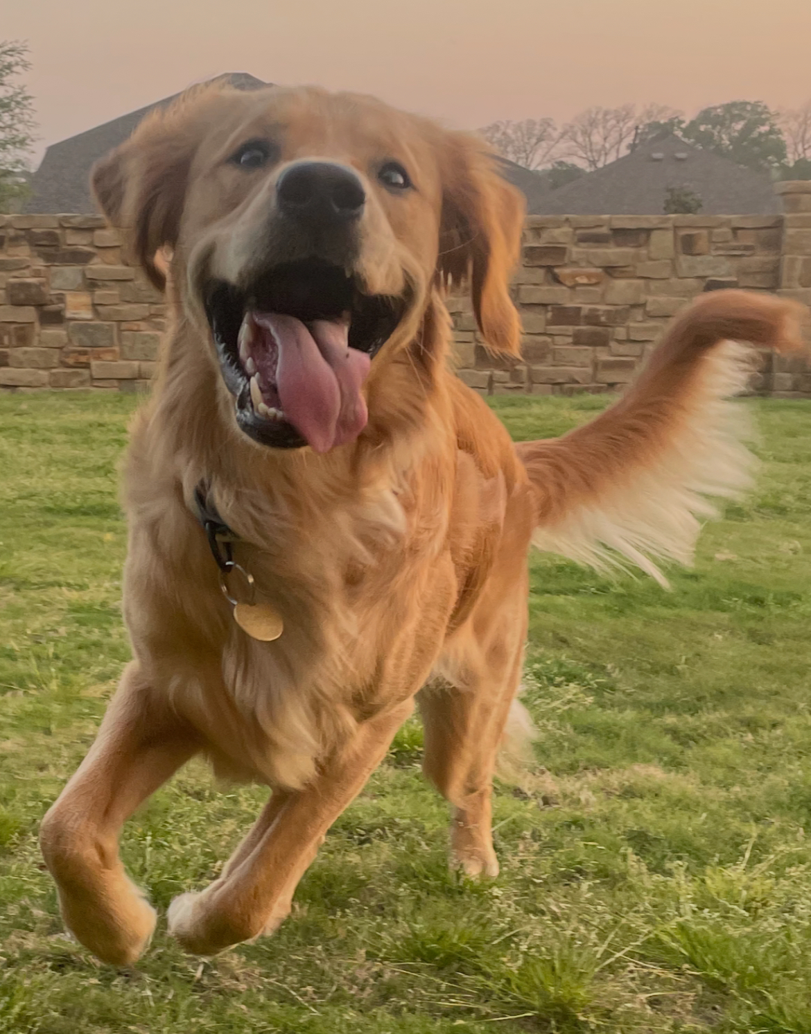 Humphrey, the golden retriever